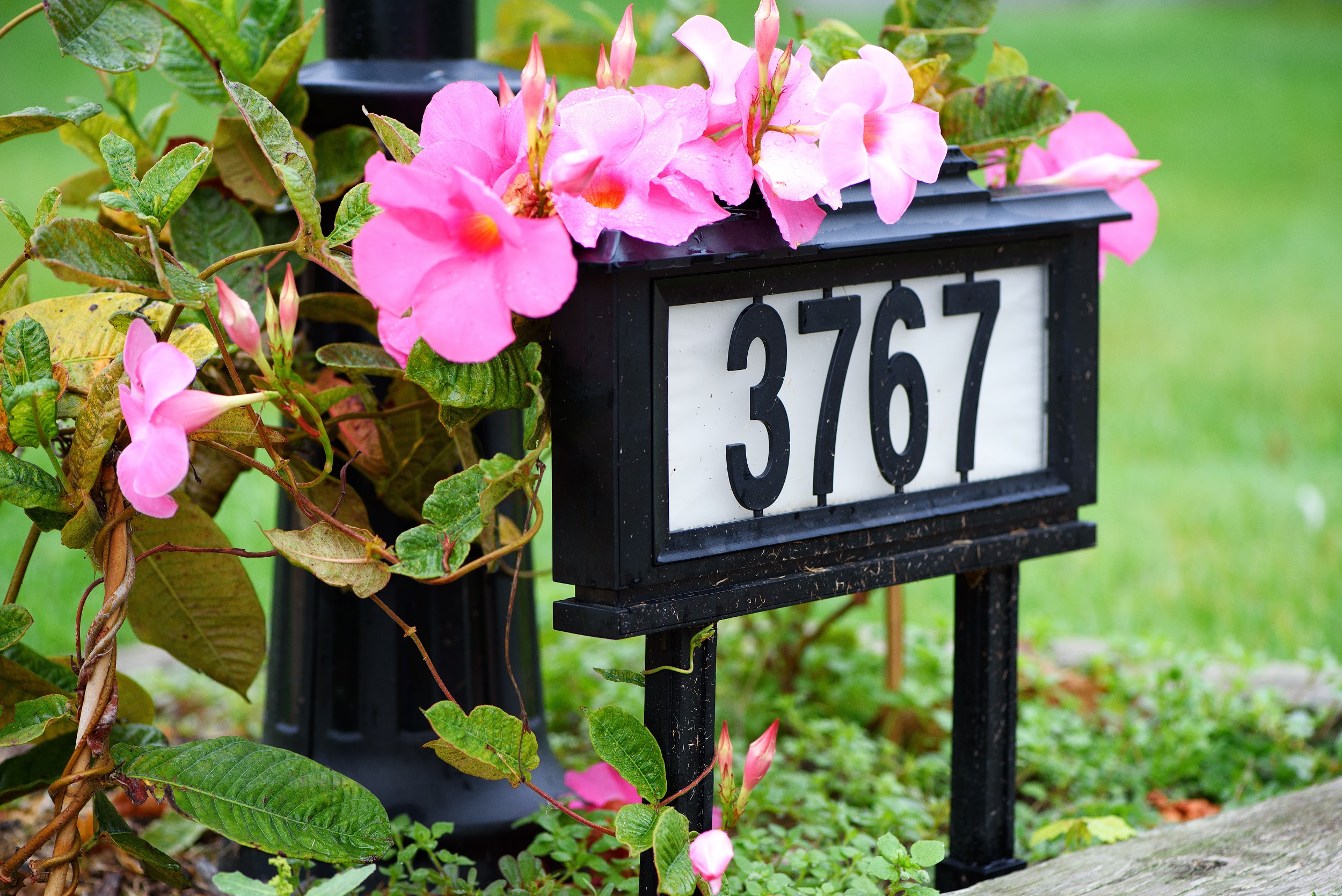 A house number on the front yard with flowers